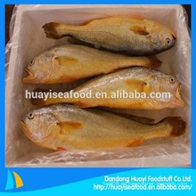 Congelado amarillo Croaker pescado Pseudosciaena Crocea
